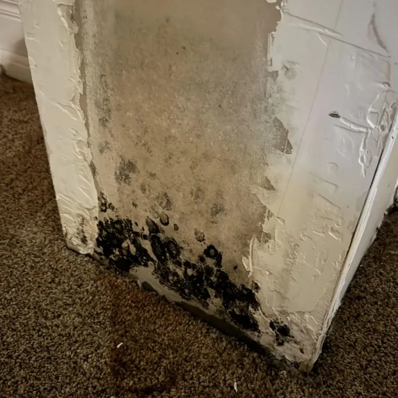 Professional Mold Removal in Iuka, MS
